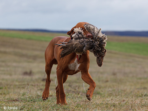 Hund mit Beute