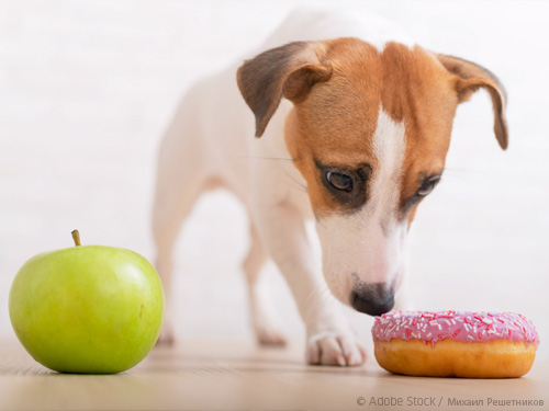 Jack Russell Apfel Donut