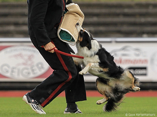 Border-Collie-im-IGPH5DUd77hicd9d Border-Collie-im-IGPH5DUd77hicd9d