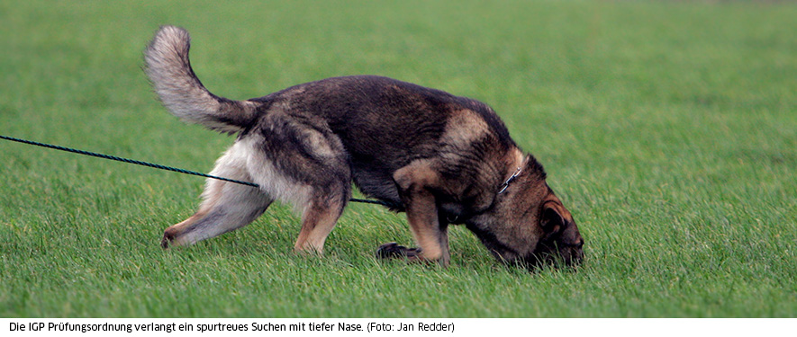 IGP-Fährtenarbeit