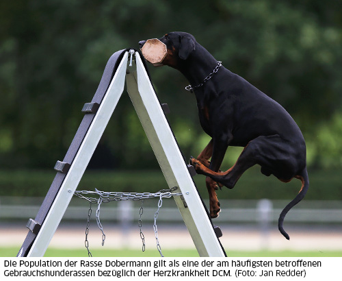 Dobermann apportiert