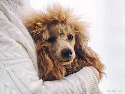 Pudel-im-Arm-halten Pudel-im-Arm-halten