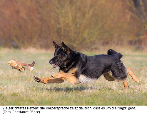 Hund jagd Spielzeug