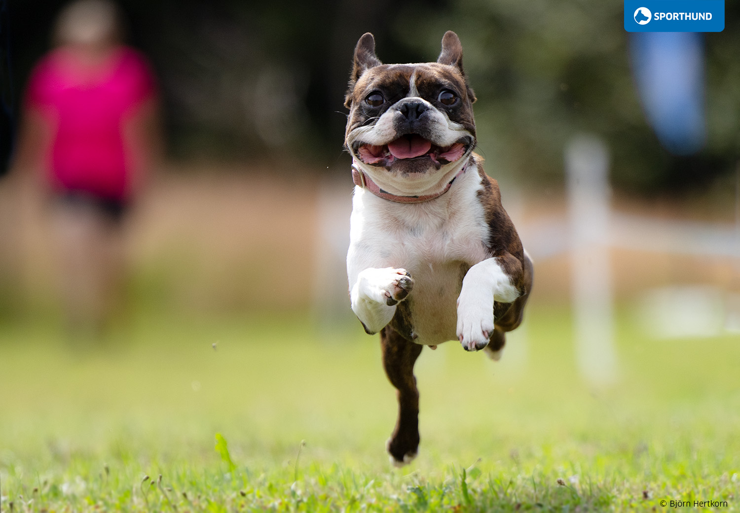 Boston Terrier Coffee