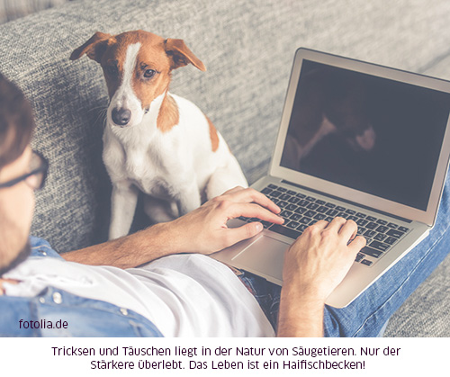 Hund beobachtet Mensch am PC