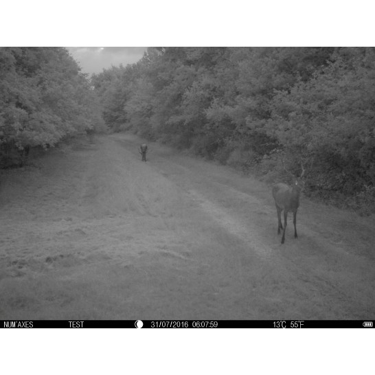 Wildkamera TRAIL CAM PIE1009