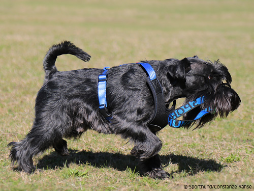 Niggeloh Follow Start