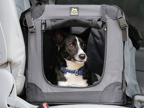 Hund-in-der-Box-im-Auto Hund-in-der-Box-im-Auto