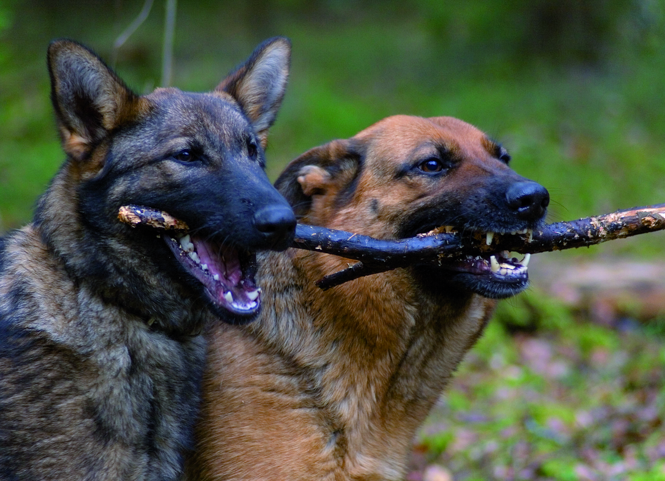 Zwei-Hunde-und-ein-Stock Zwei-Hunde-und-ein-Stock