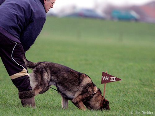 Fahrtenansatz-mit-Schaferhund Fahrtenansatz-mit-Schaferhund