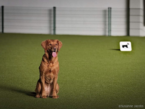 Obedience Qualifikation