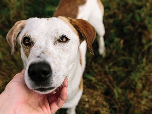 Hauptbild_Hund-schaut Hauptbild_Hund-schaut