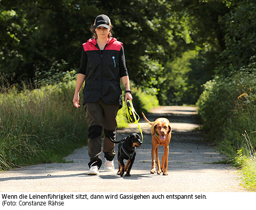 Leinenführigkeit entspannt die Gassirunde