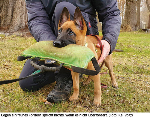 erste Schritte mit Welpen