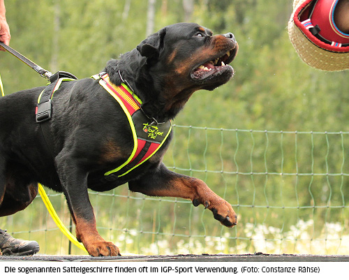 Sattelgeschirr Niggeloh Follow Sport Plus