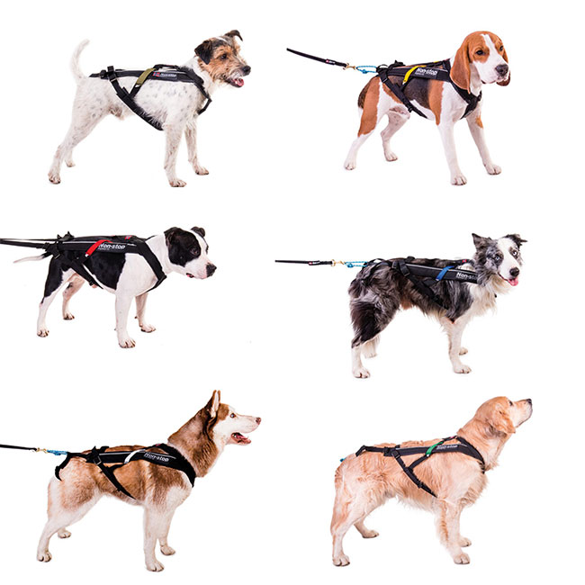 Non-Stop dogwear Freemotion Harness