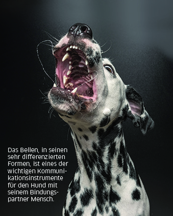 bellender Hund kommuniziert