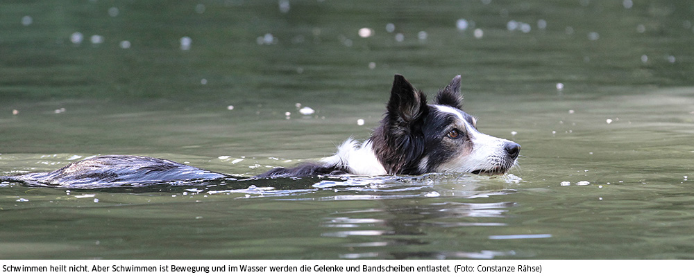 Schwimmen entlastet die Gelenke