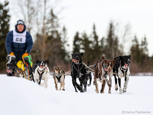 Schlittenhundegespann