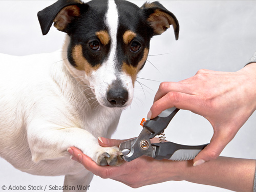 Krallen schneiden beim Hund