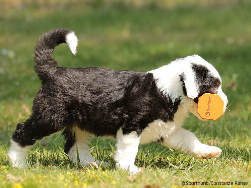 Bobtailwelpe-apportiert Bobtailwelpe-apportiert