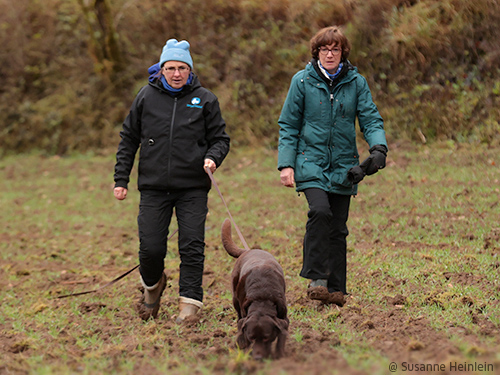 Labrador in der Fährte