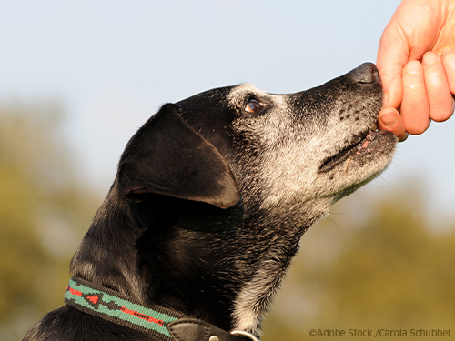 Alter Hund Futter