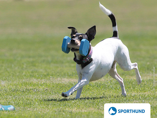 Terrier Richtungsapport