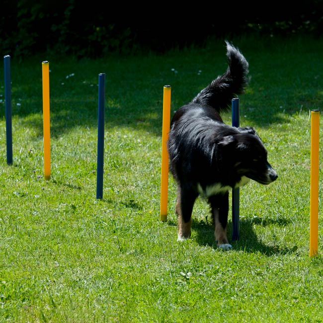 Agility Einsteigerset Hürden, Slalom, Box