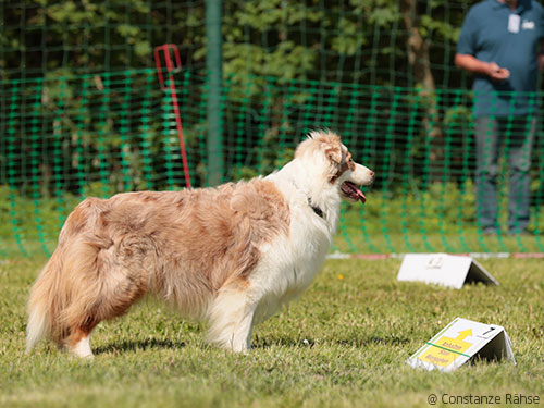 Rassevielfalt im Rally Obedience