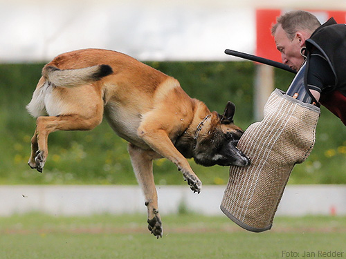 Malinois im IGP-Schutzdienst