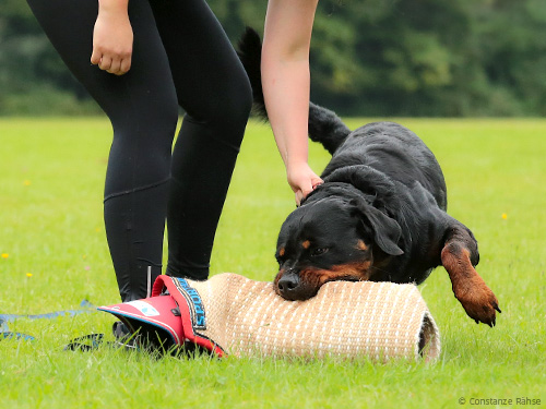 Rottweiler-Beute-abgeben Rottweiler-Beute-abgeben
