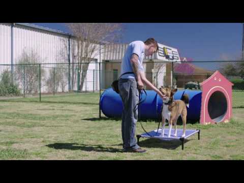 Starmark Pro-Training Hands-Free Leash